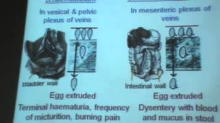Dr Azza Helminths 4 Schistosoma