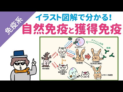 Descargar 10分で解説 免疫の仕組み Descargar 10分で解説 免疫の仕組み