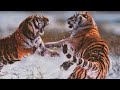 TIGER Vs TIGER The Ultimate Fight Compilation