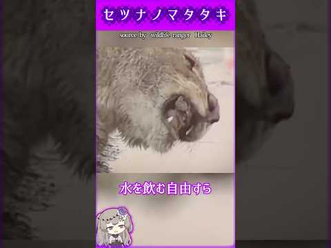 奇跡の生還：サバンナに灯る命の光　#shorts  #動物 #雑学