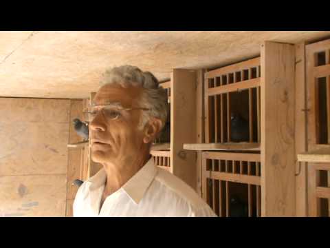 FCPR-Bucuresti Romania interviu columbofil dl-Iordache-Lucian-aprilie-2012.MPG