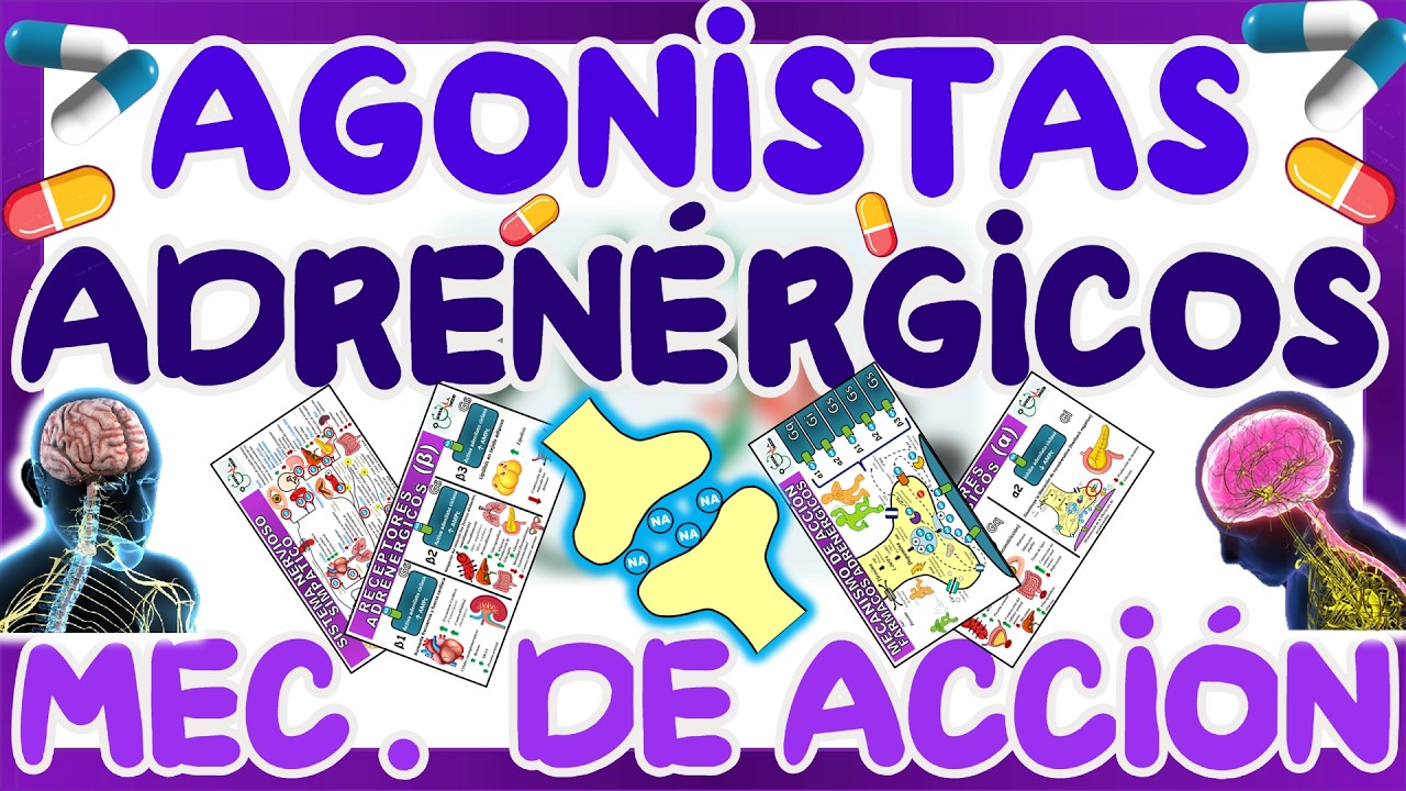 AGONISTAS ADRENÉRGICOS MECANISMO DE ACCIÓN | GuiaMed