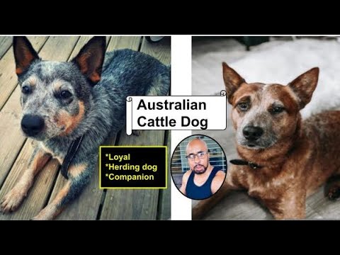 Blue & Red Heeler The TRUTH About The Australian Cattle Dog