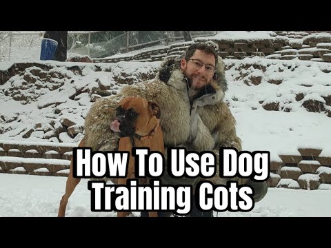Klever Canine Academy video.