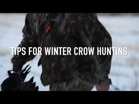 Winter Crow Hunting Tips