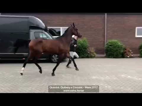 Quimint Quibery x Cormint