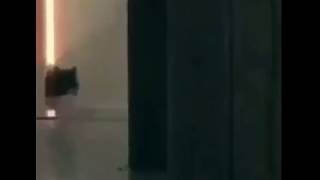 Cover art for MEOW MEOW NI***