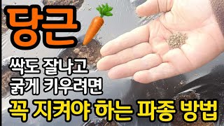 당근 싹도 잘 나고 굵게 키우려면 꼭 지켜야하는 파종법