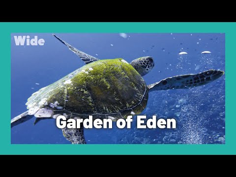 Fakarava : la perle de la Polynésie française I WIDE