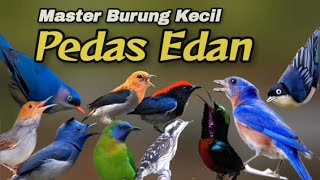 Download lagu PEDAS EDAN‼️MASTERAN BURUNG KECIL PALING DICARI KICAU MANIA#masteranburung mp3 Download lagu PEDAS EDAN‼️MASTERAN BURUNG KECIL PALING DICARI KICAU MANIA#masteranburung mp3