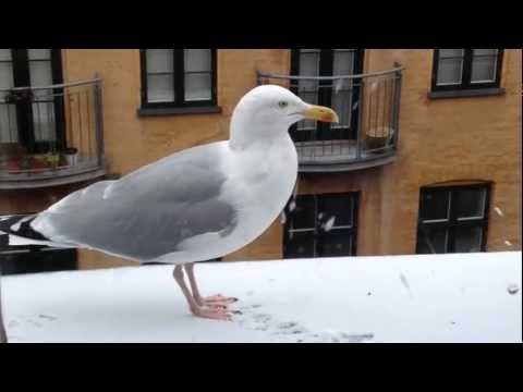 Sølvmåge træner biologer i DOF