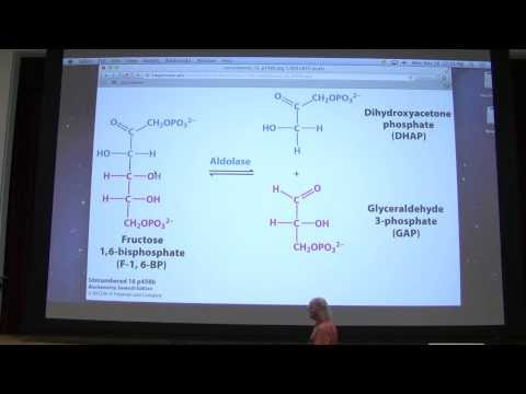 21.  Kevin Ahern's Biochemistry - Glycolysis I