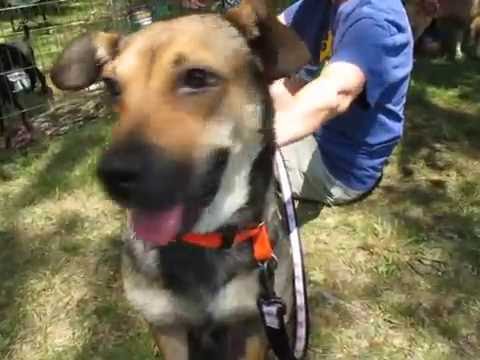Iris, an adopted German Shepherd Dog & Feist Mix in Cranston, RI_image-1