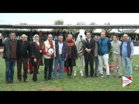 3rd Place N.100 TF STAR IBN PSEQUEL - Arezzo 2015 - Senior Stallions Championship (Class 20)