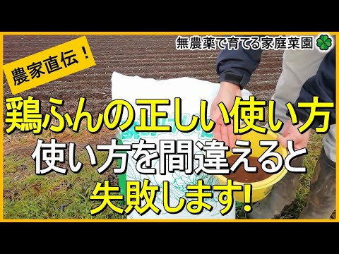 ワカカキインコのカップル(右側がオス)