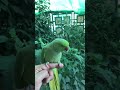 Indian Red Nick Parrot Male