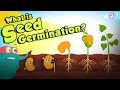 What Is Seed Germination? | SEED GERMINATION | Plant Germination | Dr Binocs Show | Peekaboo Kidz