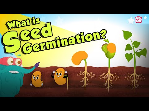 Qu'est-ce que la germination des graines? | GERMINATION DES SEMENCES | Germination des plantes | Spectacle du Dr Binocs | Peekaboo Kidz