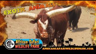 preview picture of video 'African Safari Wildlife Park 2012 Commercial'