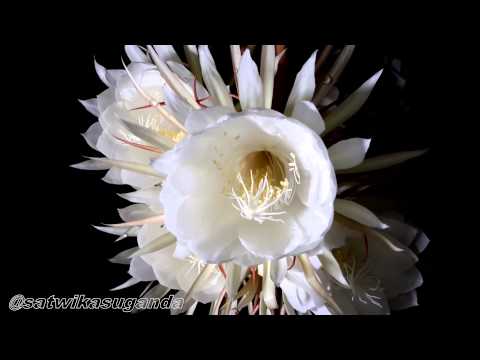 Bunga Wijaya Kusuma (TimeLapse)