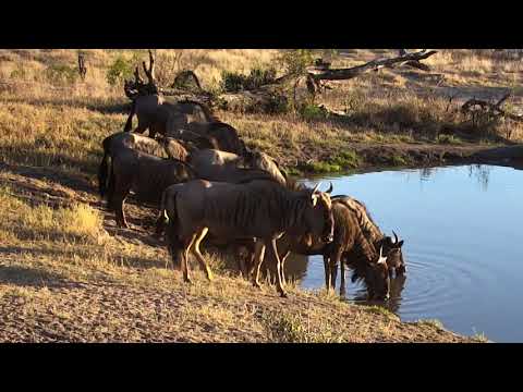 Djuma: Wildebeest herd come for drink - 06:44 - 08/31/18