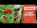 Ginseng: Ohio's Green Gold