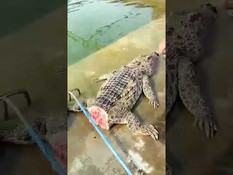 BUAYA BUNTUNG TERTANGKAP WARGA #aligator #funnyanimals