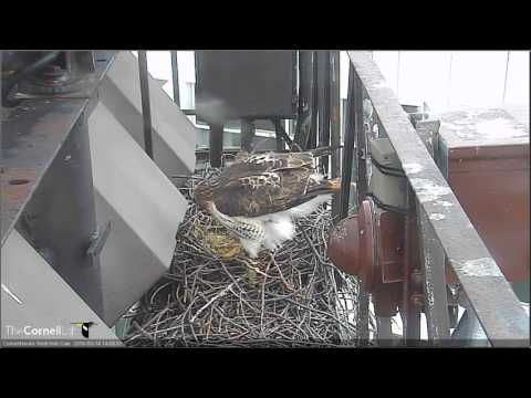 2016 03 14 Red-tailed Hawk