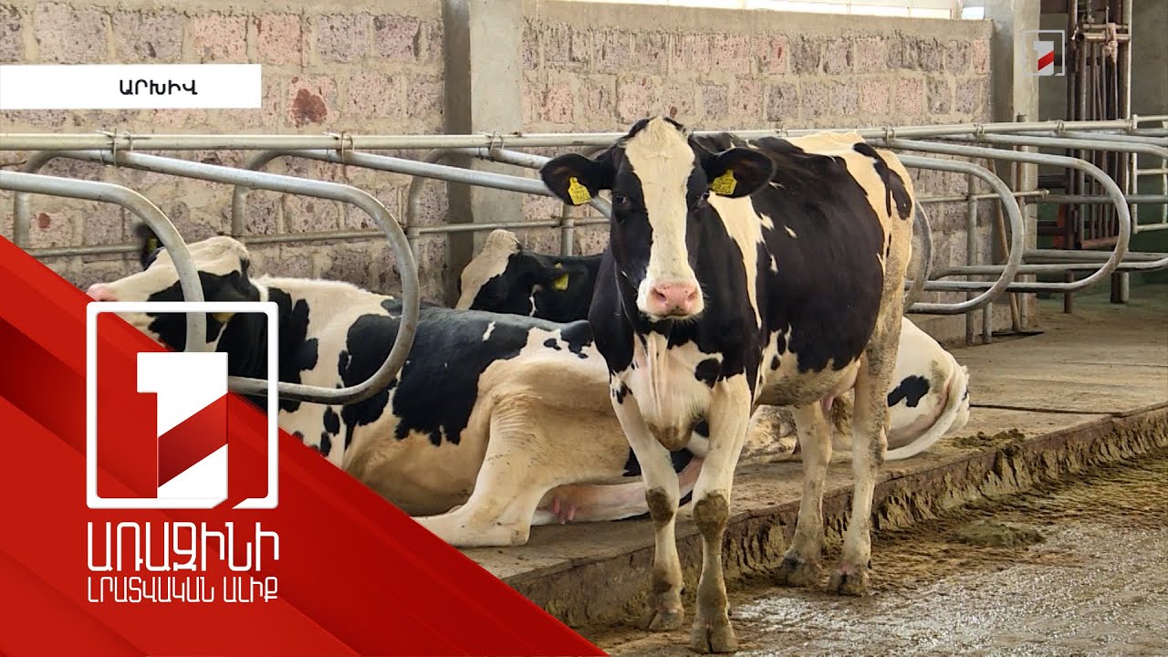 Մթերատվության բարձրացման ծրագրով ՀՀ-ում լրացուցիչ կարտադրվի 1000 տոննա բտված տավարի և հորթի միս