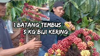 Download lagu SUPER BIG SAMBUNG COFFEE HARVEST mp3