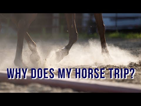 Why does my horse trip??? LIVE