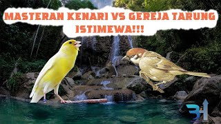 Download lagu Masteran Kenari Gacor vs Gereja Tarung, jernih ‼️Cocok buat Murai dan C Ijo Anda mp3