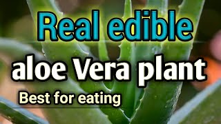 World popular edible aloe Vera || Which is the best aloe plant for eating || Edible aloe Vera ||