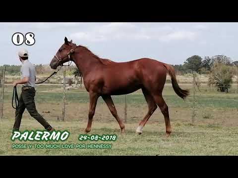 Lote PALERMO