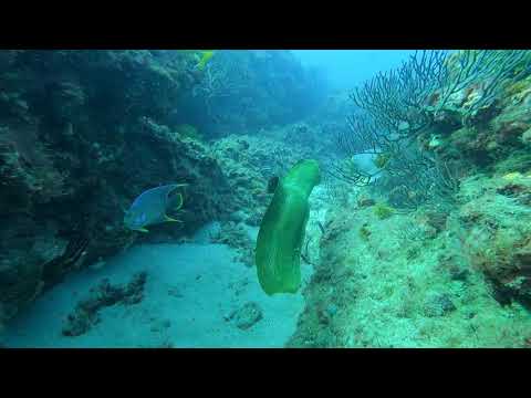 Moray Eel Walkabout