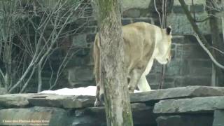 preview picture of video 'Philadelphia Zoo Lions in the Snow'