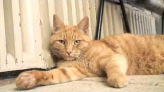 Louis the Wells Cathedral Cat