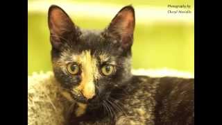 October 29, 2014 RBARI Adoptable Cats Scrapbook