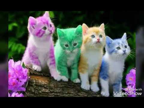 Masum Bakışlı Kedi Slayt-(İntrosuz)