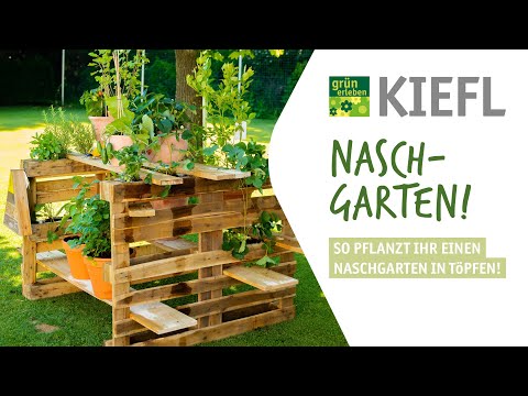 Tutorial: Naschgarten in Tontöpfen anlegen - mit Erdbeeren!