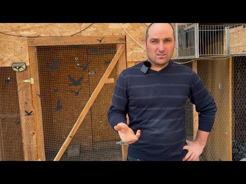 Așa câștigă etapele! Sfaturi de aur de la un crescător de top - Hrab Marius !