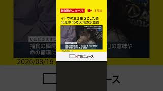 日本最大の淡水魚・イトウの捕食の様子を間近で…北見市・北の大地の水族館で「いただきますライブ」開催