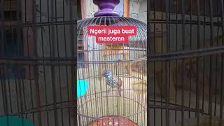 Download lagu Bidikan Elang Ekor Merah Betina 🔥 #tepustungirmerah #masteran_burung #kicaumania #bird #burung mp3 Download lagu Bidikan Elang Ekor Merah Betina 🔥 #tepustungirmerah #masteran_burung #kicaumania #bird #burung mp3