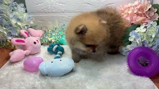 ポメラニアンの動画01
