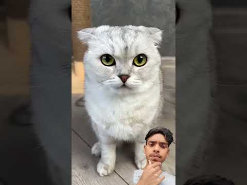 #catfunny #cat #trending  #greenscreen #reaction