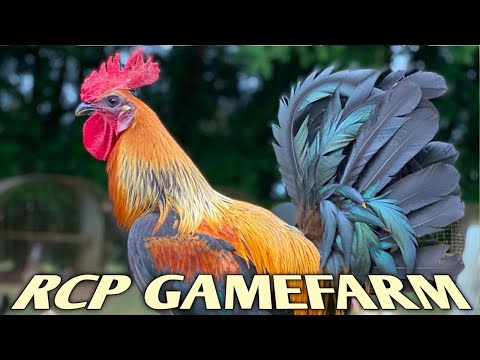 Black McRae Topacio mugs Pumpkin - RCP FARM - Roger Tabac