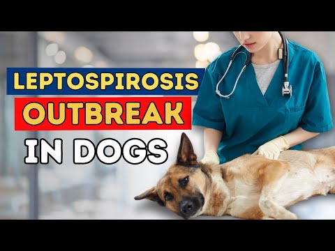 Leptospirose-Ausbruch bei Hunden: Sollten Sie impfen?
