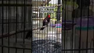 Download lagu burung kedasih ungu ngebreen cocok buat masteran #kedasih #burungkedasih #masteranburung #masteran mp3