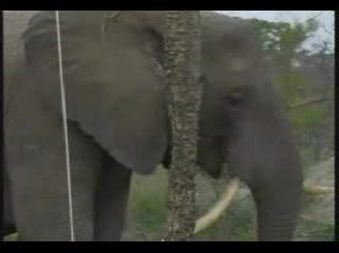 WILDEARTH DJUMA "Just a special girl"