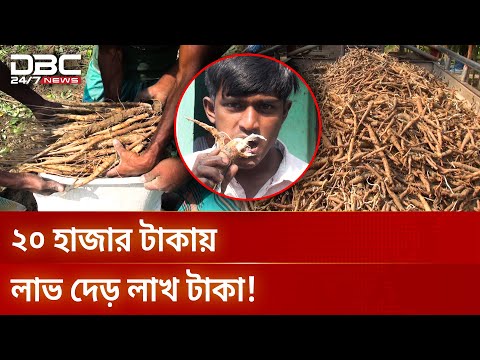 শিমুল মূলের বাণিজ্যিক চাষ | Cultivation of Shimul Root | DBC NEWS Special